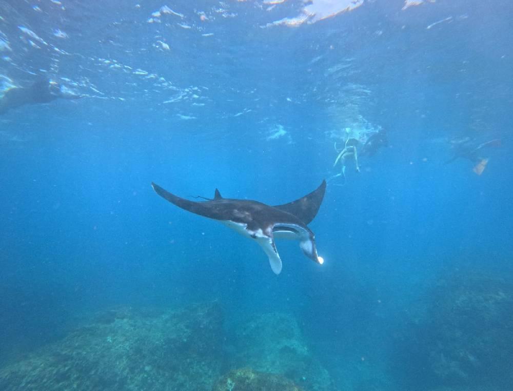 Manta Bay Snorkeling (50℅ Chance to See Manta Ray)