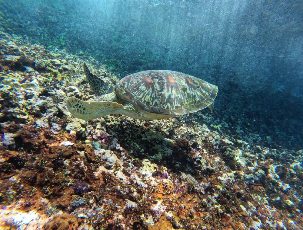 Blue Lagoon Snorkeling
