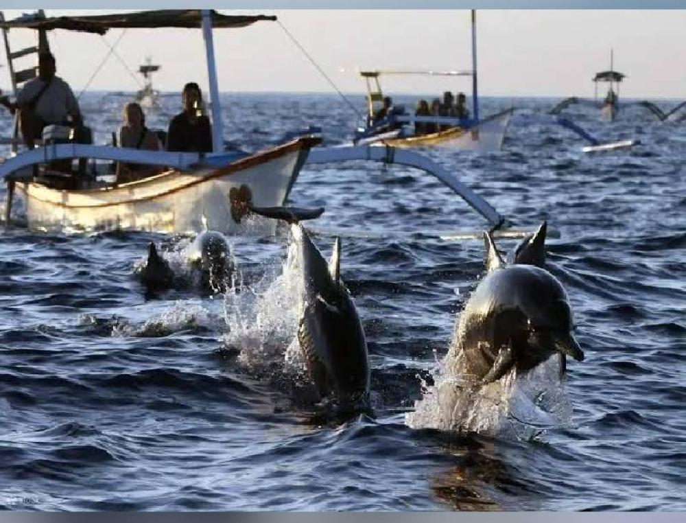 North Bali Tour and Swim with Dolphin