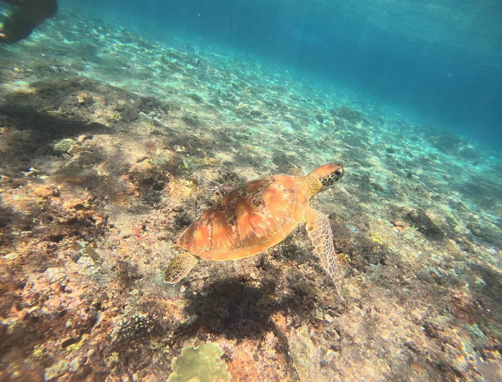 Blue Lagoon Snorkeling