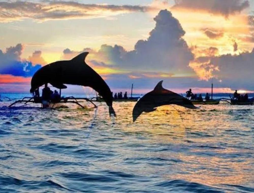 North Bali Tour and Swim with Dolphin